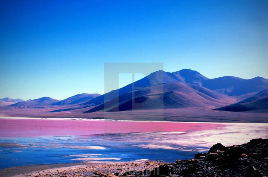 "Laguna Colorada Bolivia" stock image