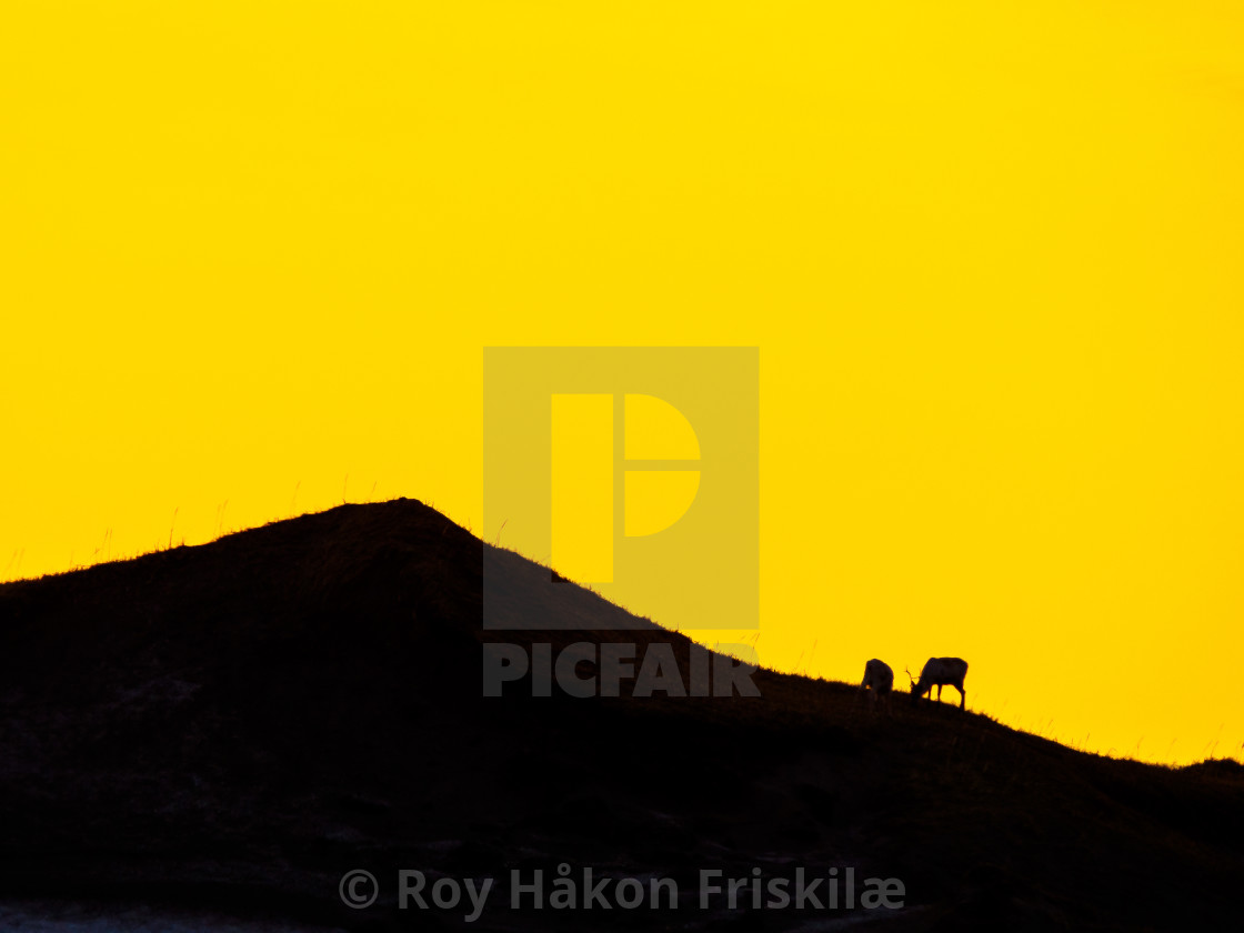 "Reindeers in arctic sunset" stock image