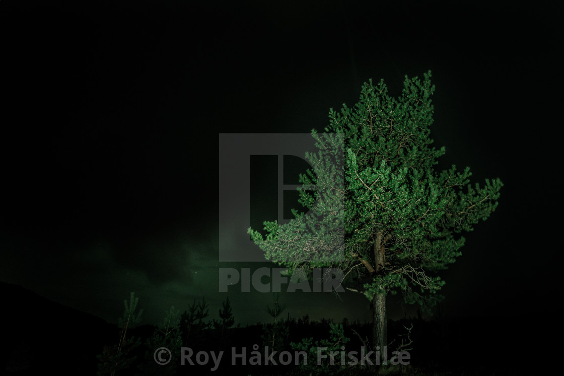 "Pinetree" stock image