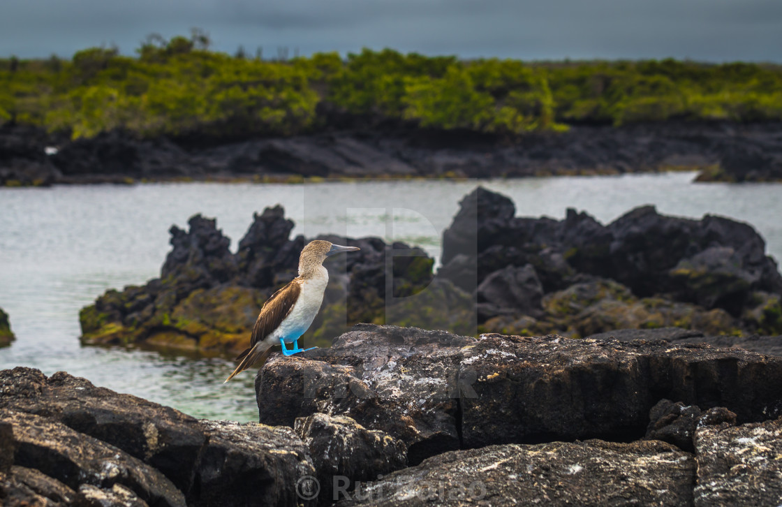 "Galapagos Islands - August 26, 2017: Blue-footed Boobies at the lava tunnels..." stock image