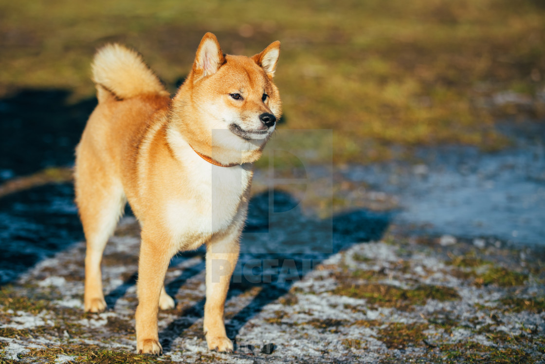 Beautiful Red Shiba Inu Puppy Dog Staying In Spring - License, download or print for £5.00 | | Picfair