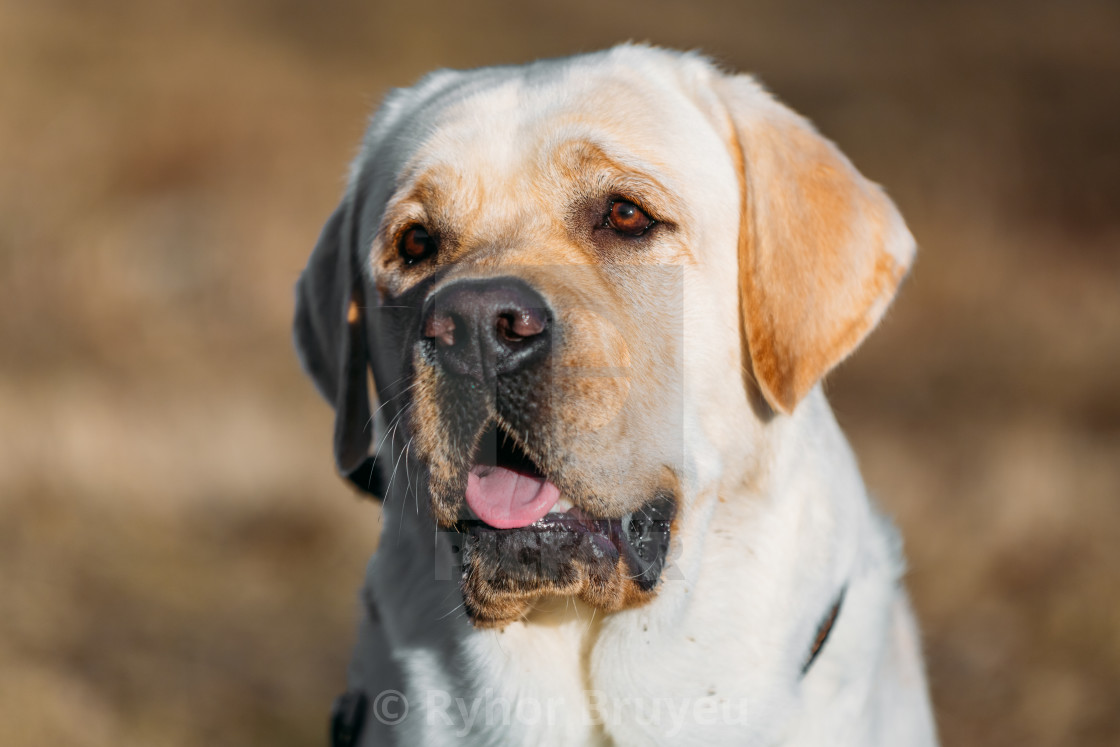 Beautiful White Labrador Lab Dog Outdoor Portrait License Download Or Print For 6 20 Photos Picfair