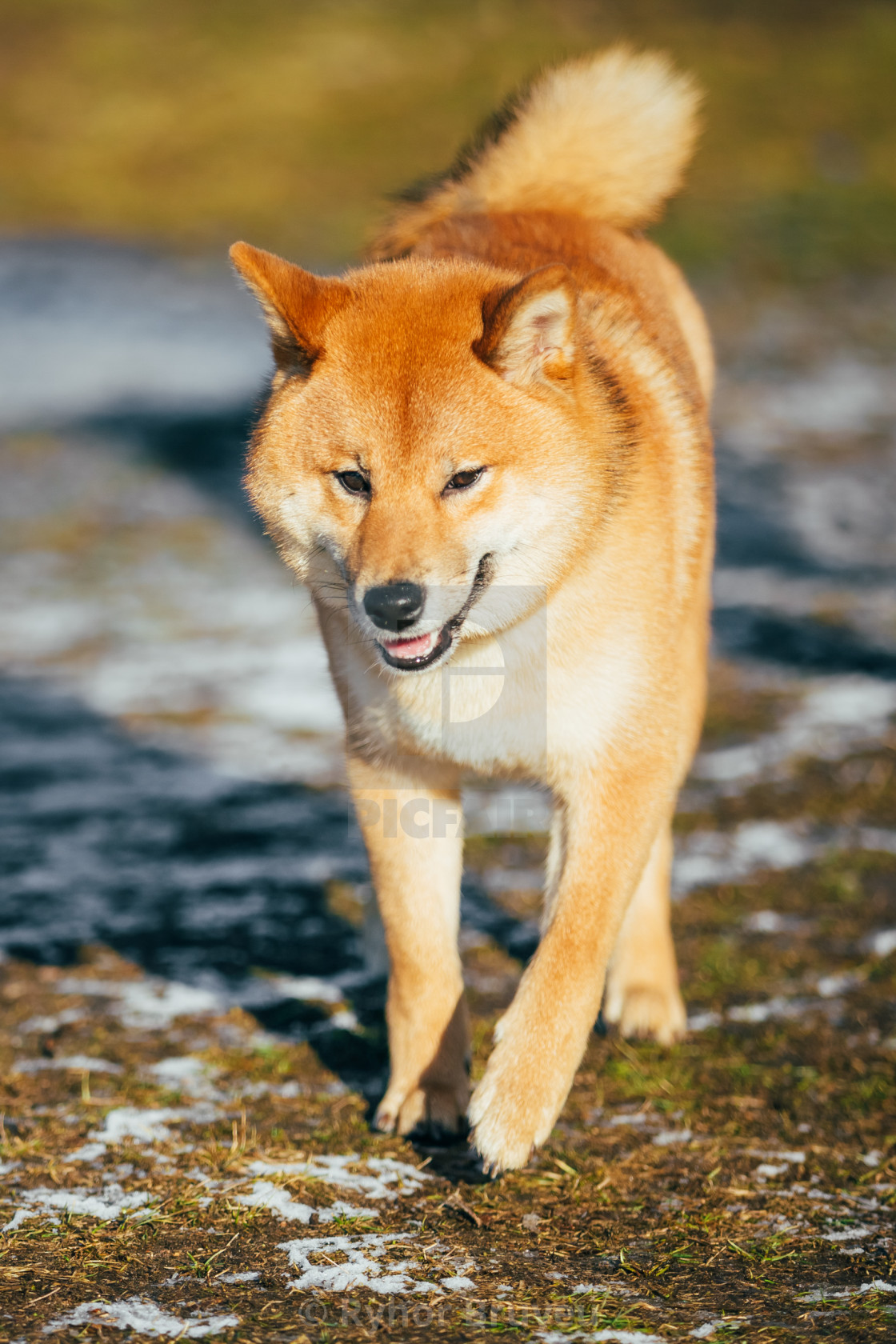 Beautiful Young Red Shiba Inu Dog Running Outdoor In Autumn