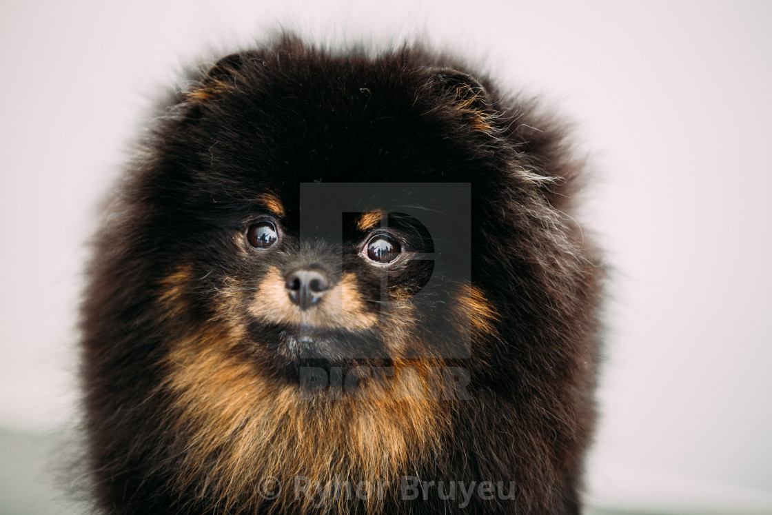 small black pomeranian
