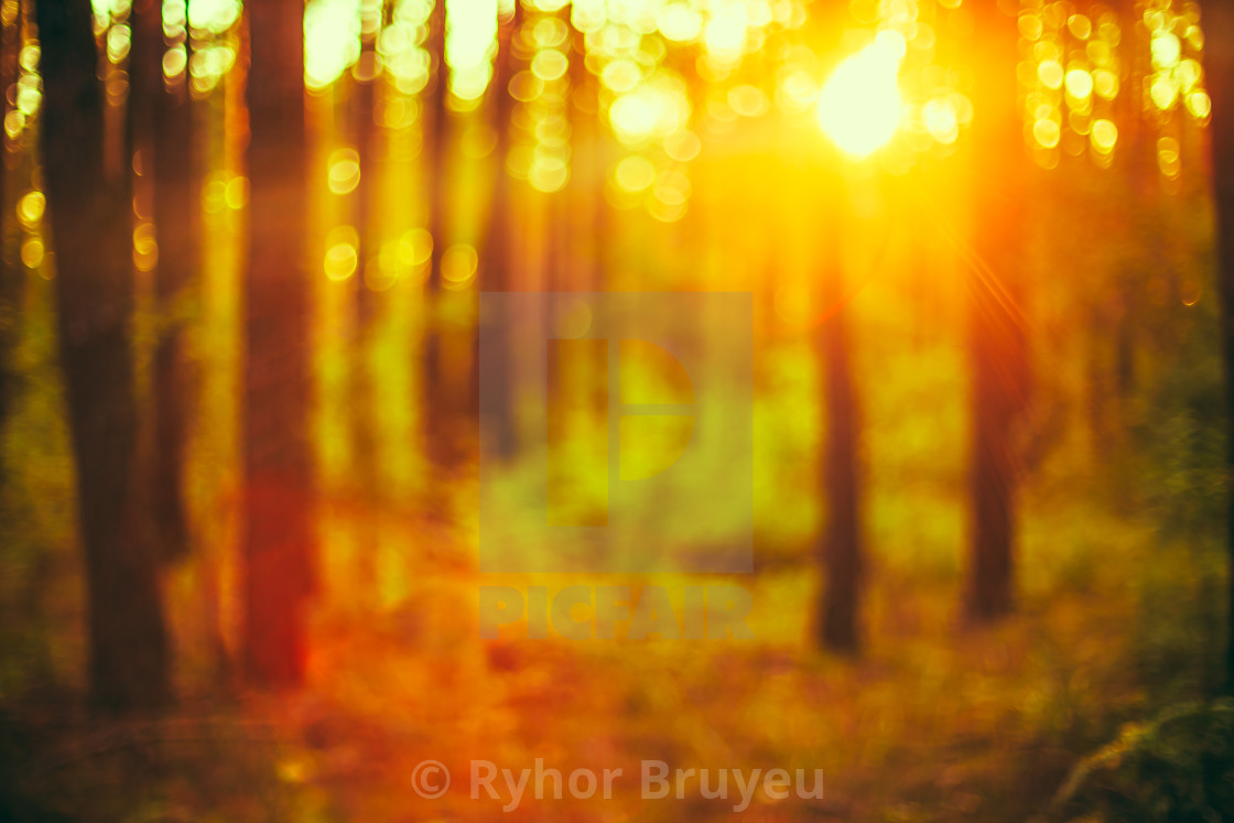 Nature Green Blurred Background Of Out Of Focus Forest Or Bokeh, Boke -  License, download or print for £ | Photos | Picfair