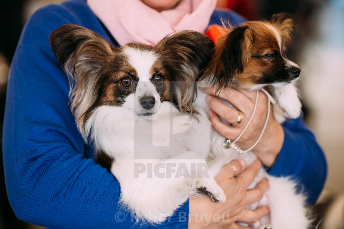 continental toy spaniel