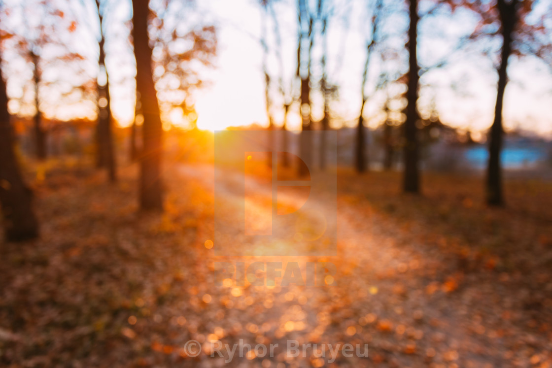 Abstract Autumn Summer Blurred Forest Background. Bokeh, Boke Woods With...  - License, download or print for £ | Photos | Picfair