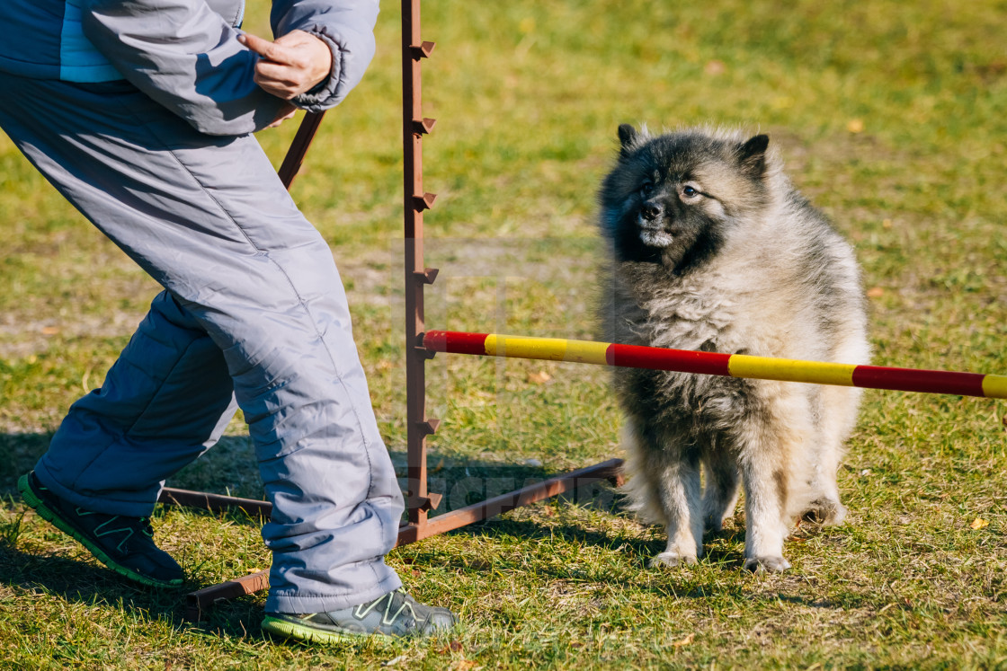 Keeshond Agility 2025
