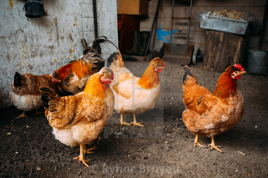 Brown Red Free Chicken In Farm License Download Or Print For 6 20 Photos Picfair Delivering products from abroad is always free, however, your parcel may be subject to vat, customs duties or other taxes, depending on laws of the country you live in. picfair