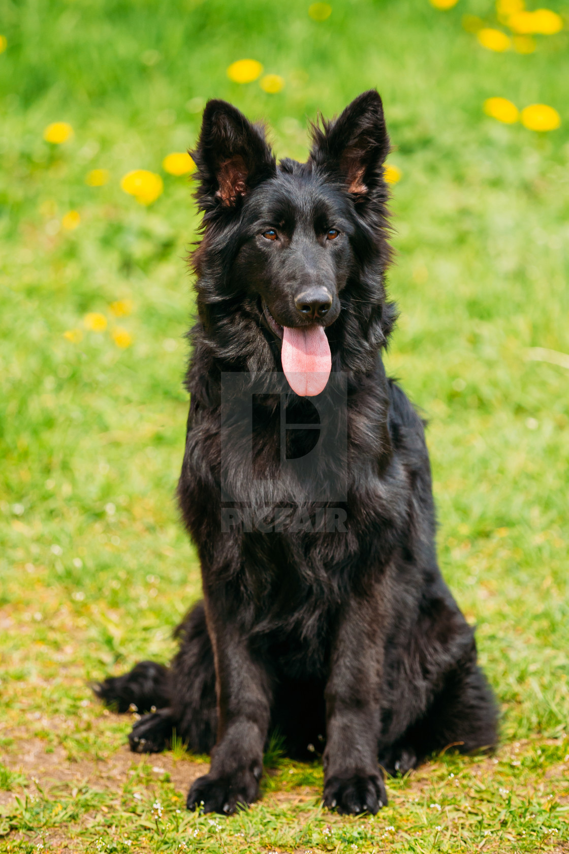 Black German Shepherd Dog Sit In Green Grass Alsatian Wolf Dog Or German License Download Or Print For 6 Photos Picfair