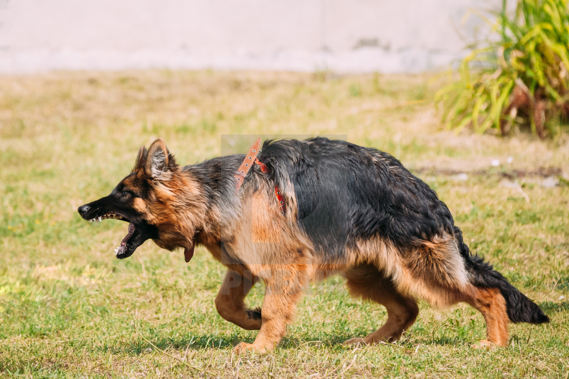 long haired german shepherd