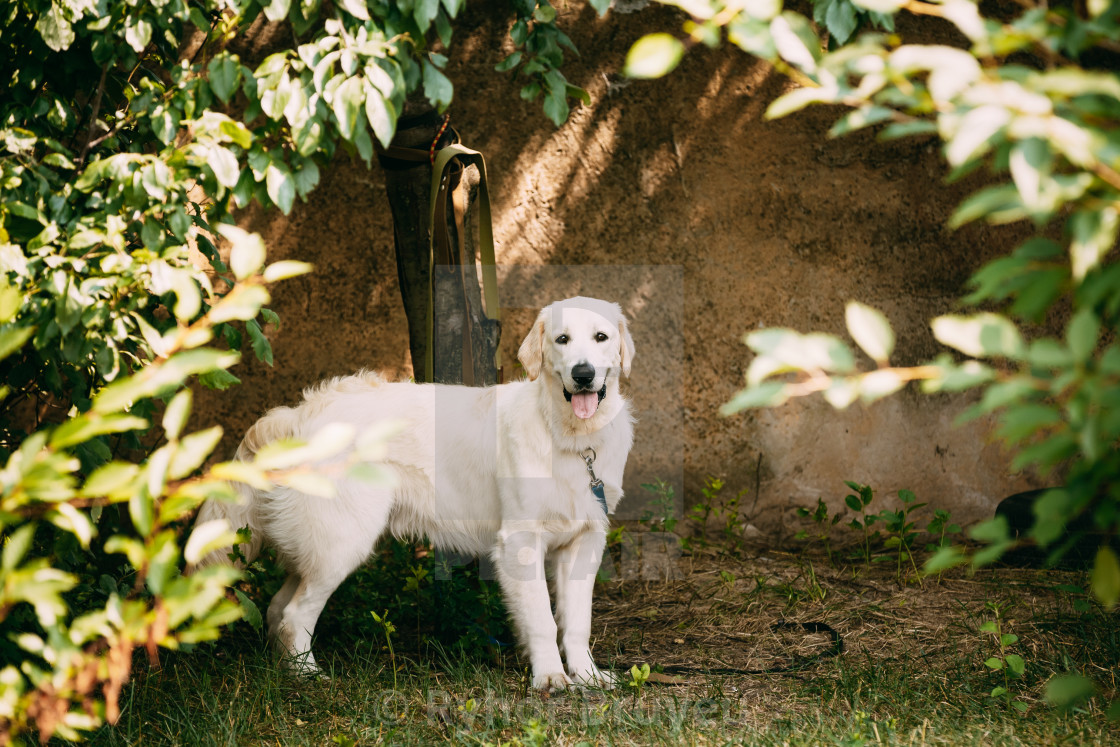 Yellow Golden Labrador Retriever Dog With Half Open Jaws