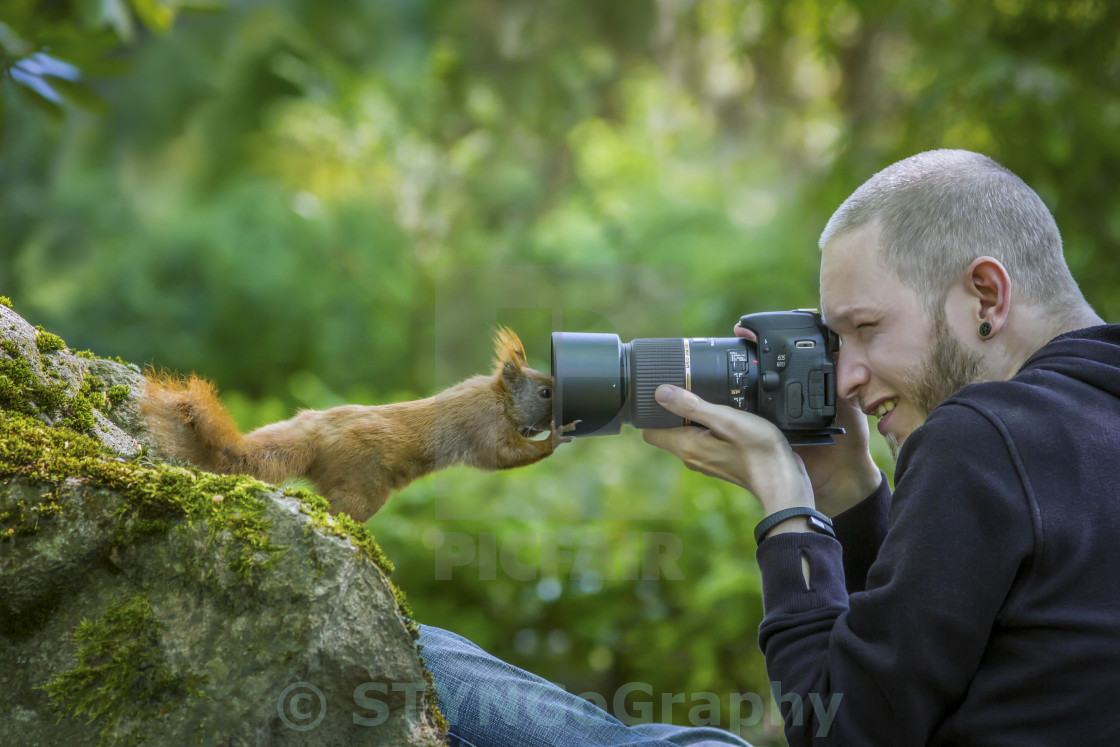 "The curious Squirrel" stock image