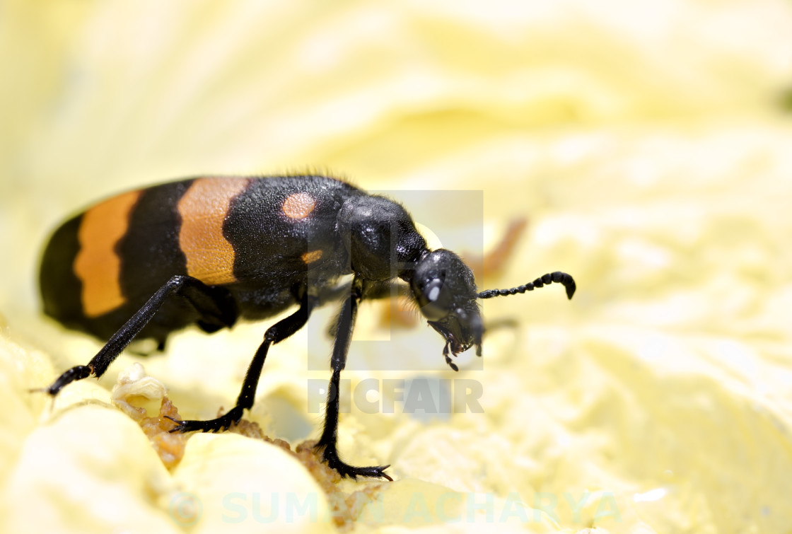 "Bristle Beetle" stock image