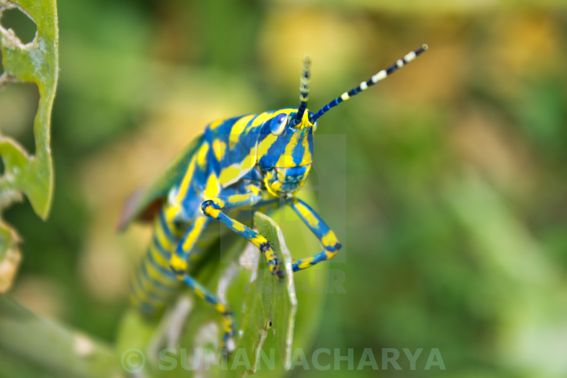 "Colourful Grasshopper" stock image