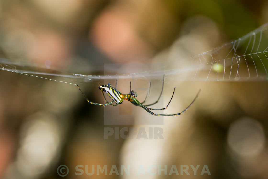 "Hanging Spider" stock image