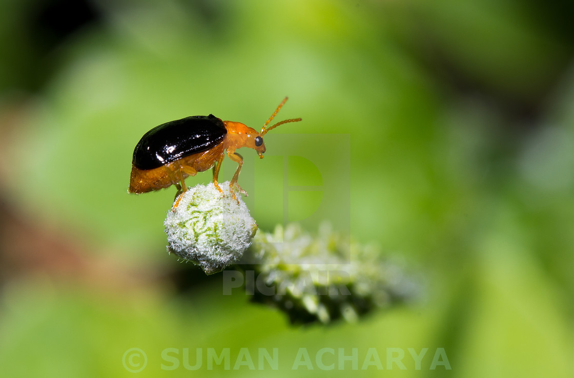 "Bombardier Beetle" stock image