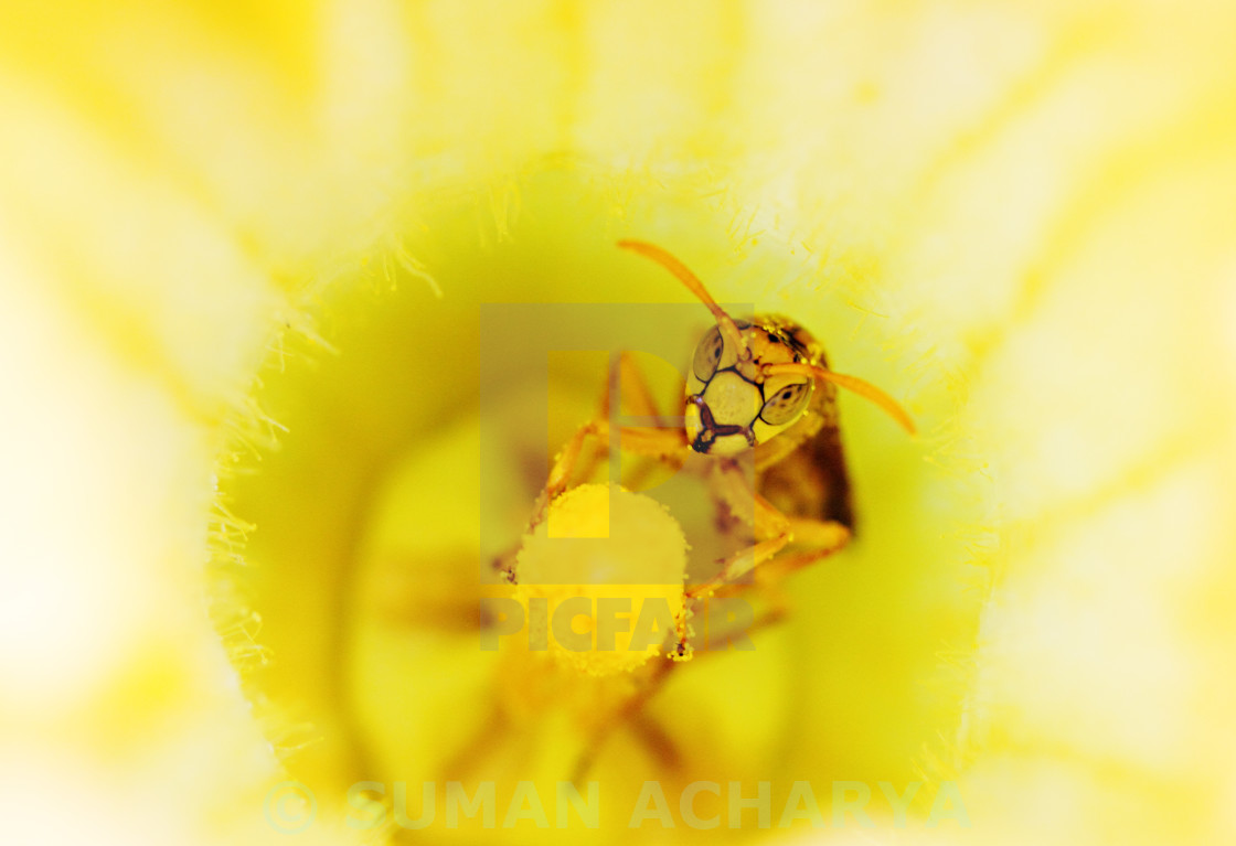 "Inside a Flower" stock image