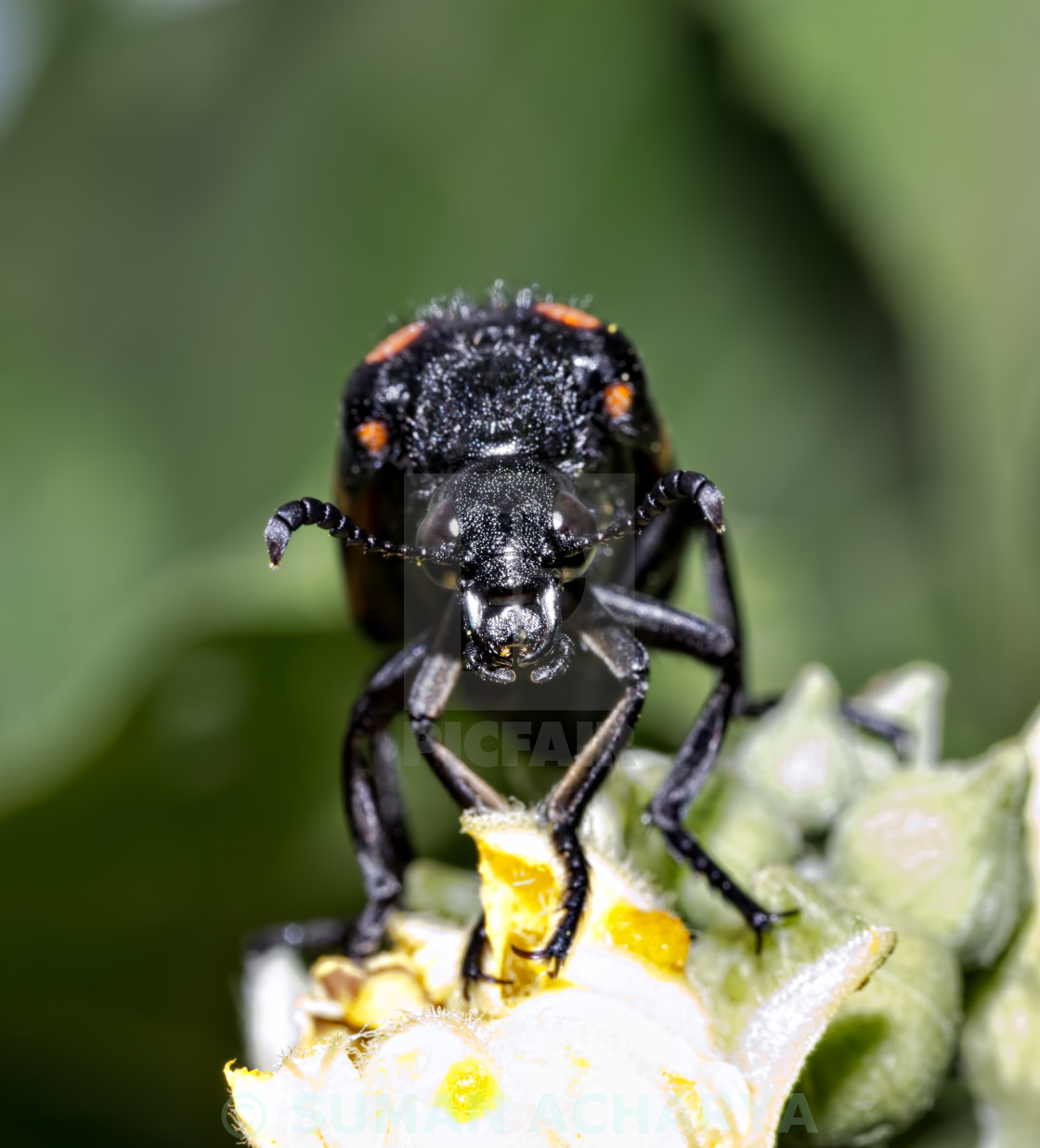 "Blister Beetle" stock image