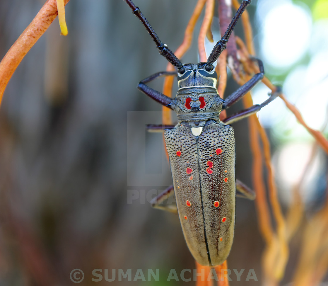 "Mango Tree Borer" stock image