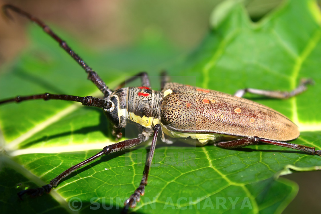 "Mango Tree Borer" stock image