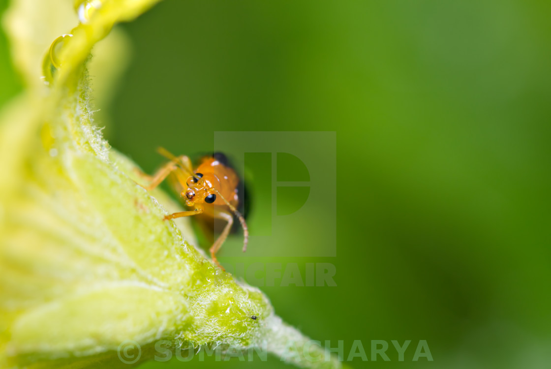 "Bug & Flower" stock image