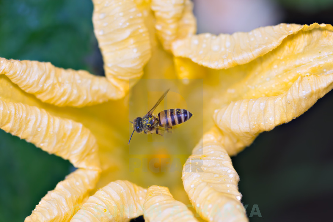 "Bee & Flower" stock image