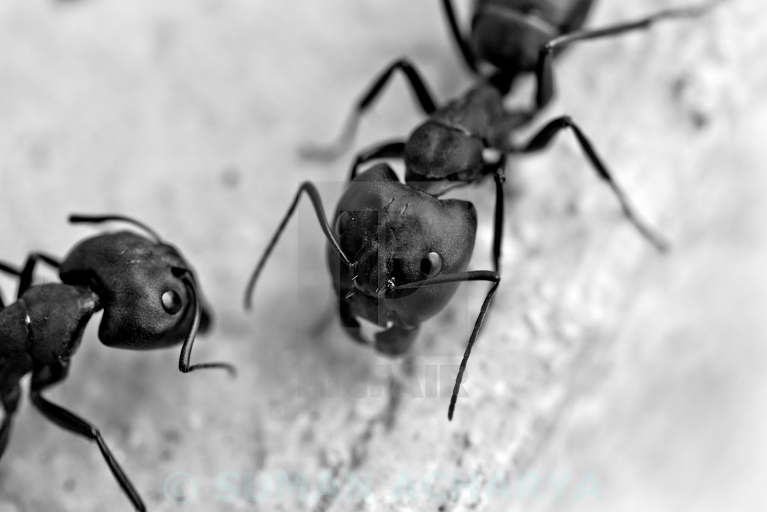 "Two Carpenter Ants" stock image