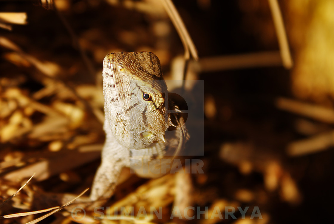 "Lizard Close Up" stock image