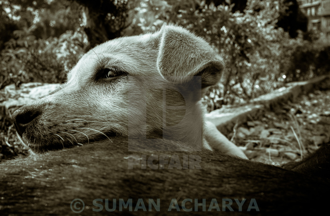 "Puppy B/W" stock image