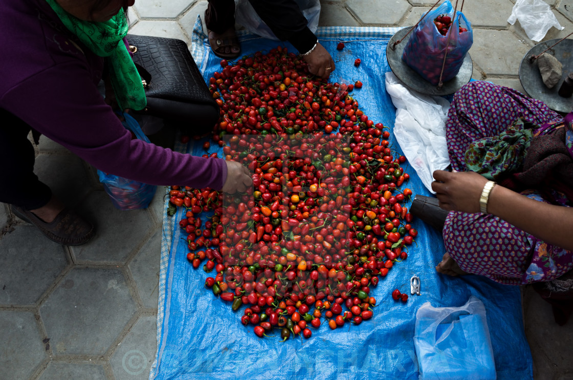 "Chilies" stock image