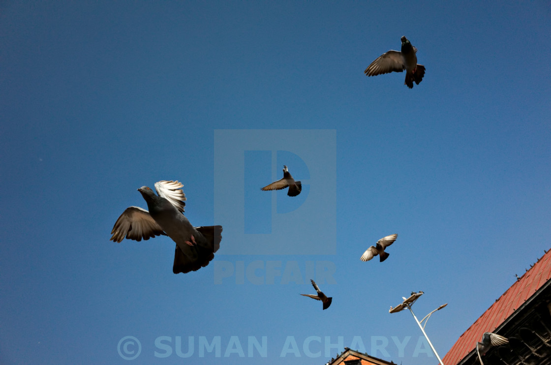 "Pigeons" stock image