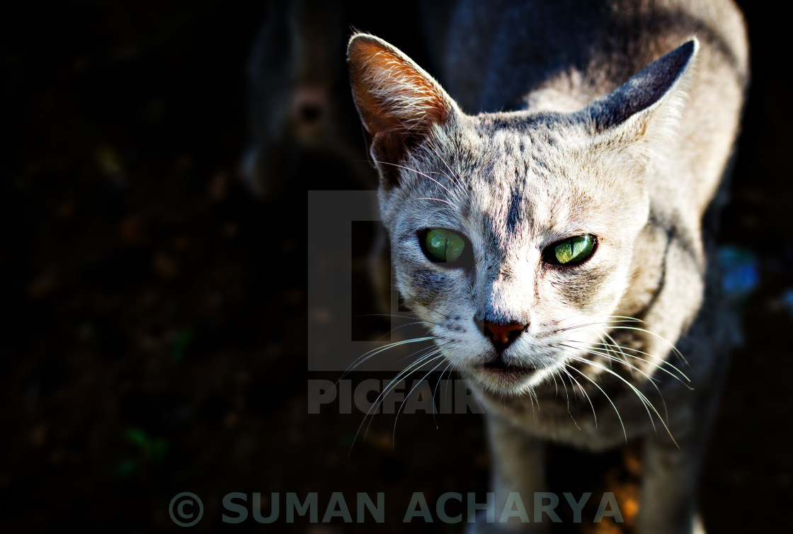 "Curious Cat" stock image