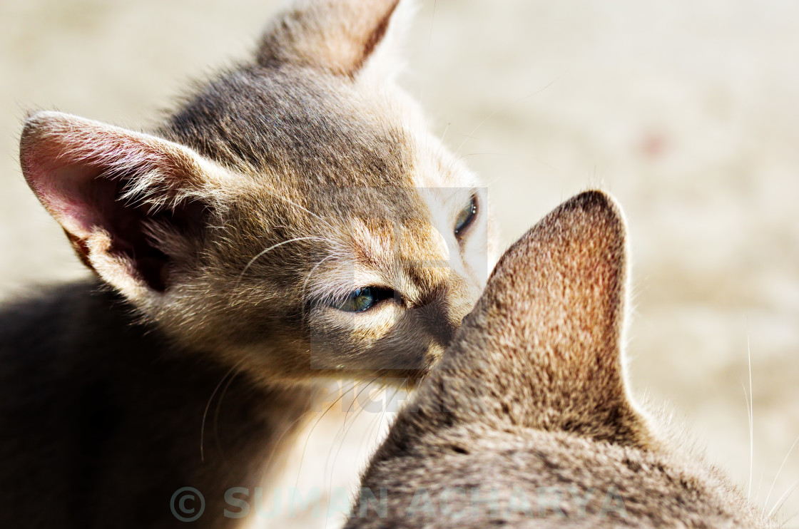 "Cat's Whisper" stock image