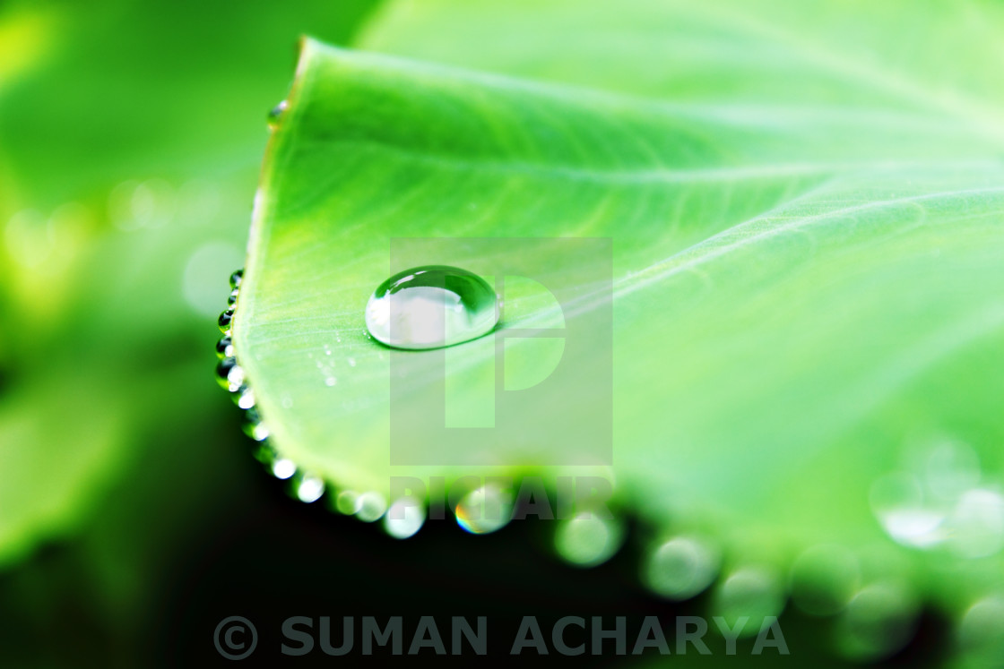"Raindrop on A leaf" stock image