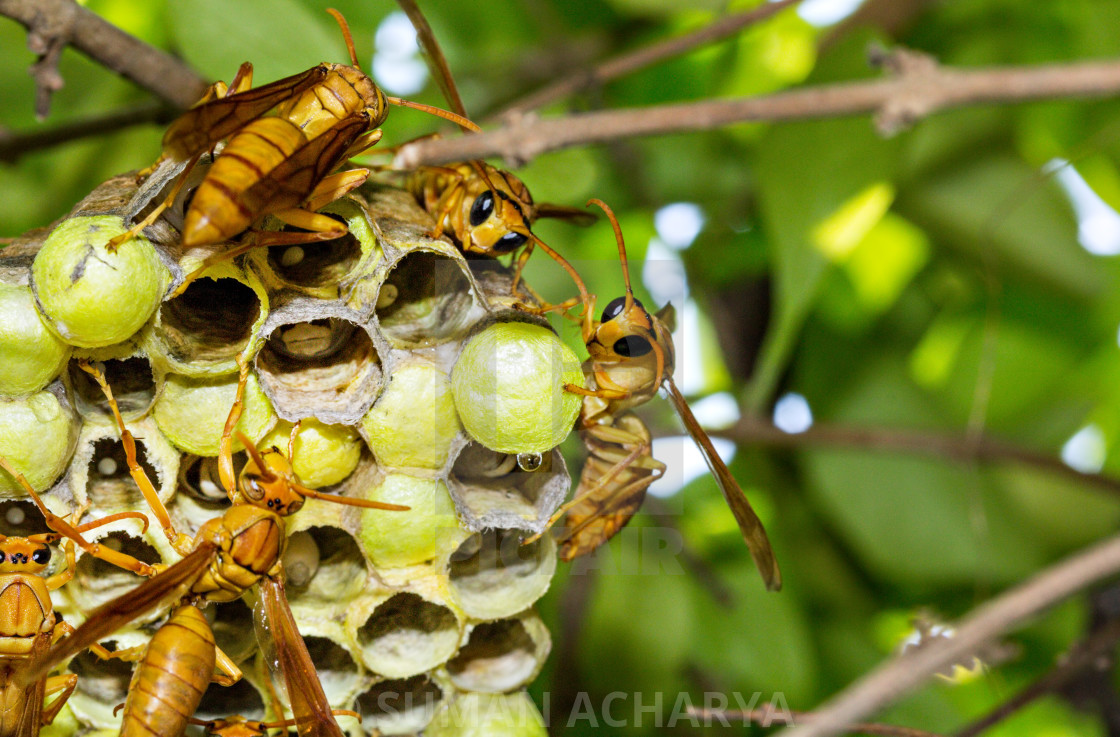 "Wasp Hive" stock image