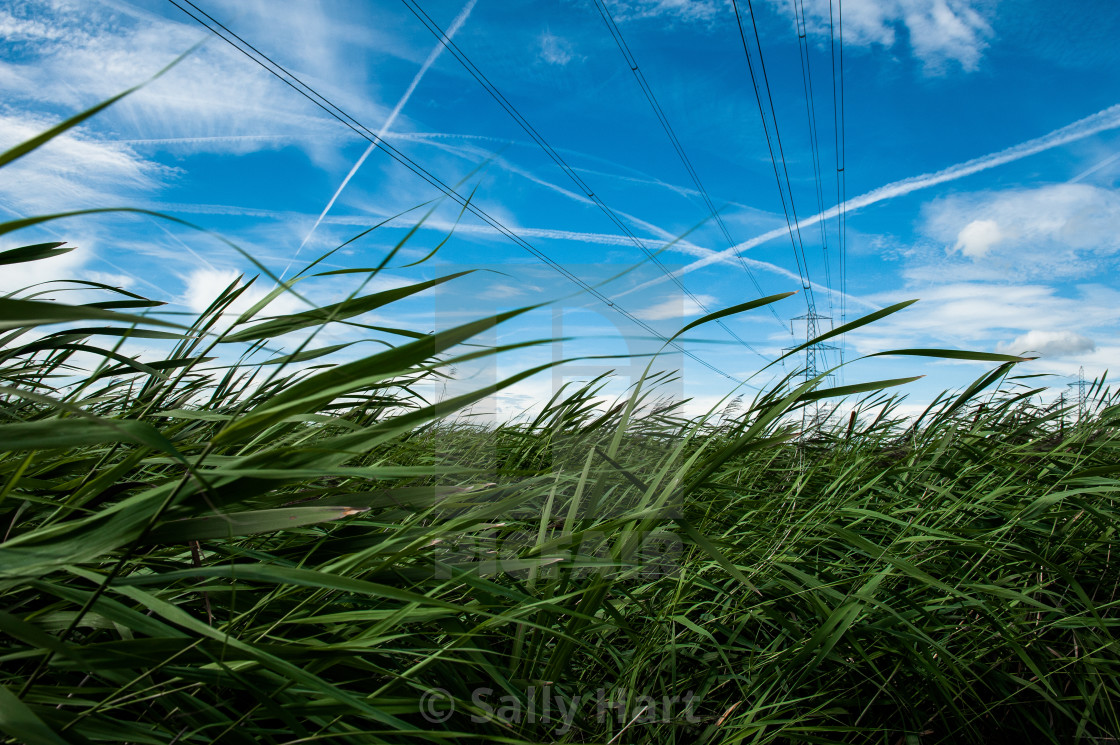 "Rainham Marshes" stock image