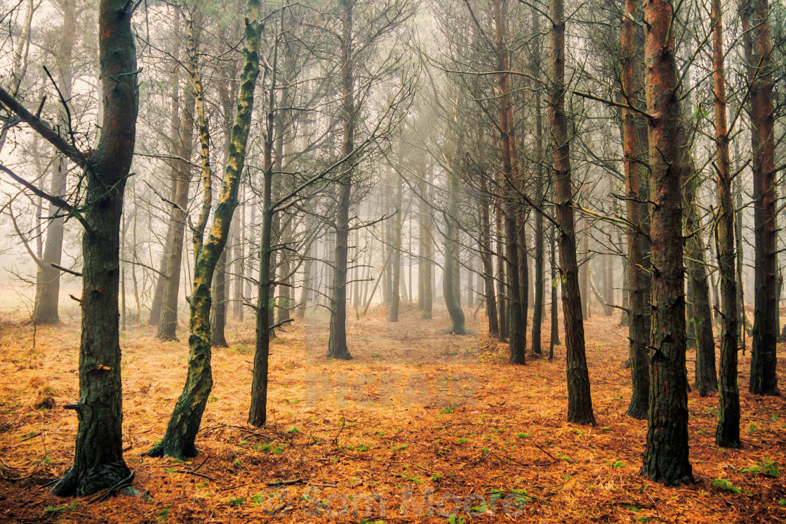 "Woods of Ashdown" stock image