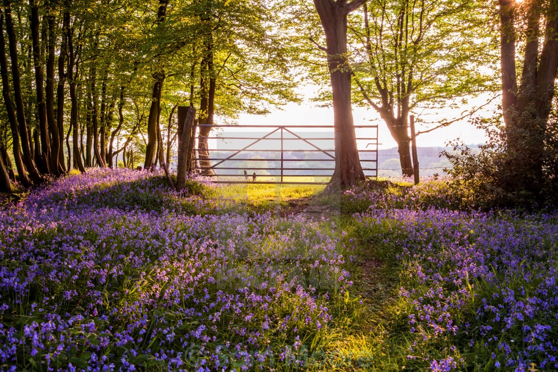 "Bluebell Forest" stock image