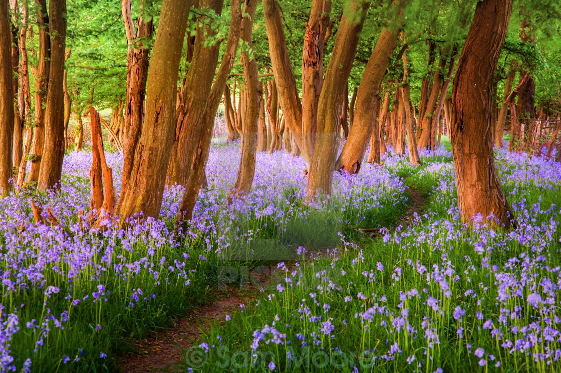 "Bluebell Forest" stock image