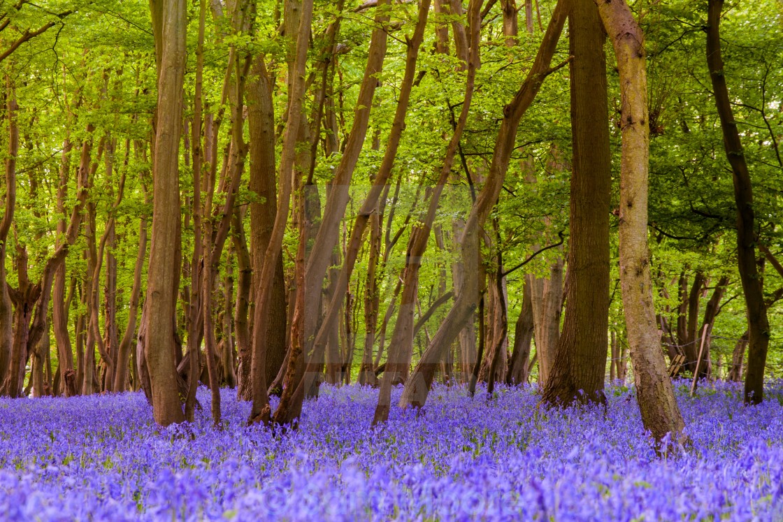 "Bluebell Forest" stock image