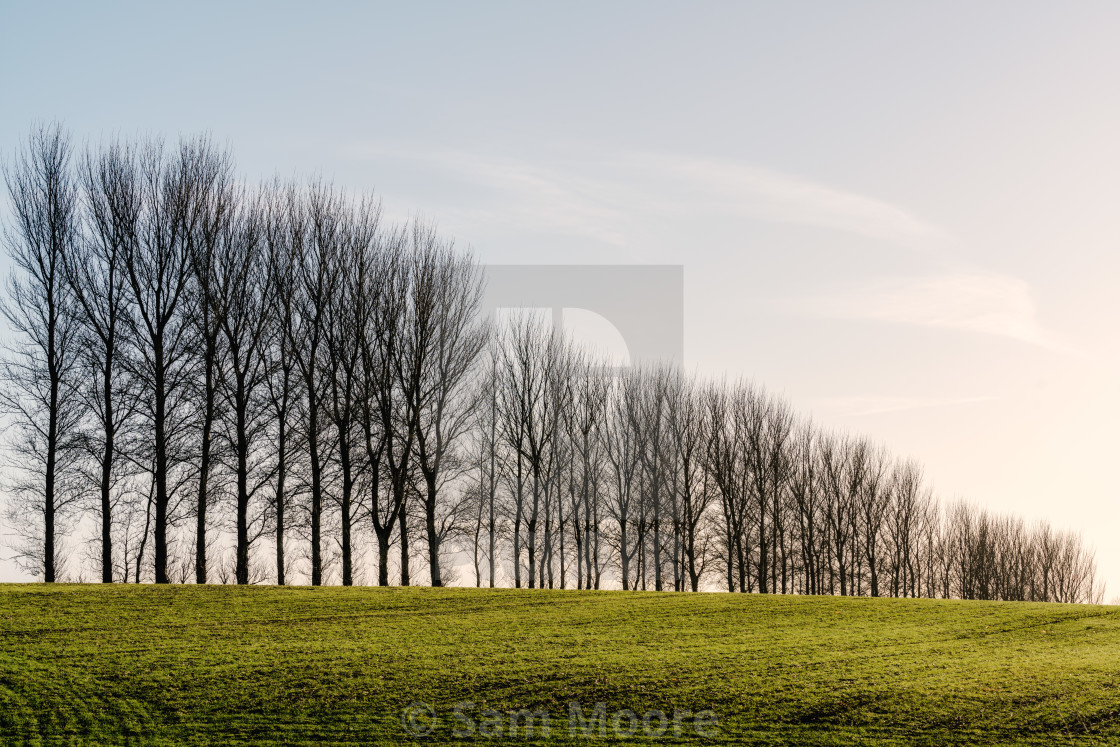 "Treeline" stock image