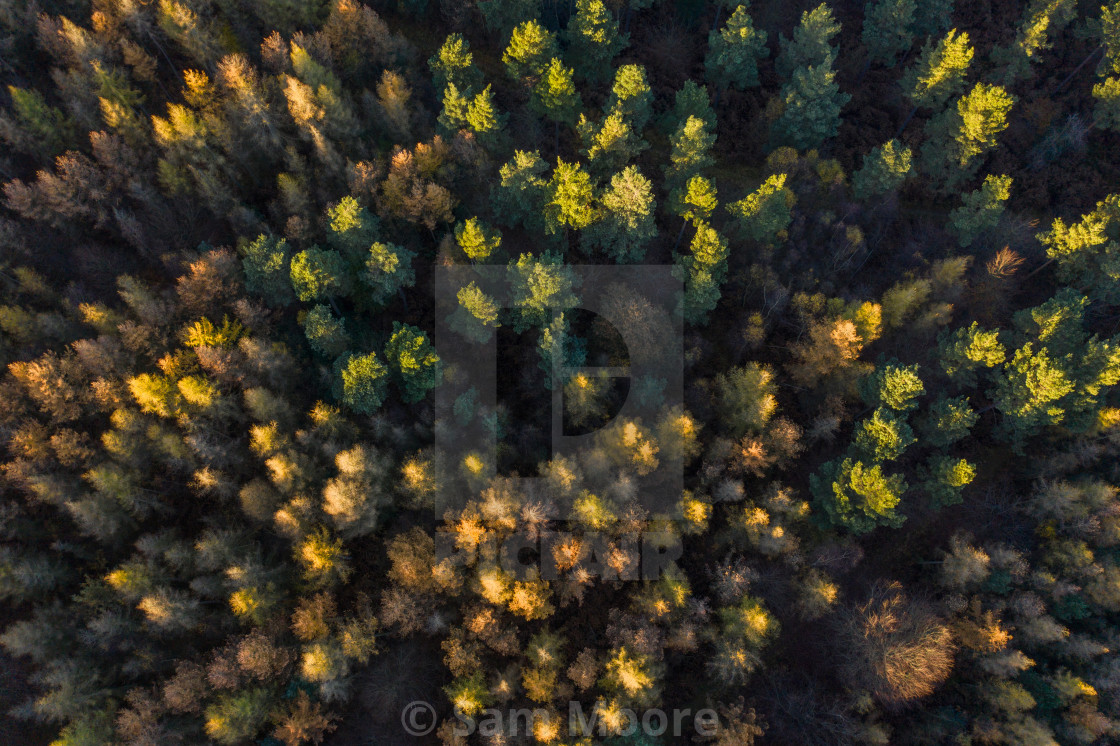 "Top down of Autumnal Trees" stock image