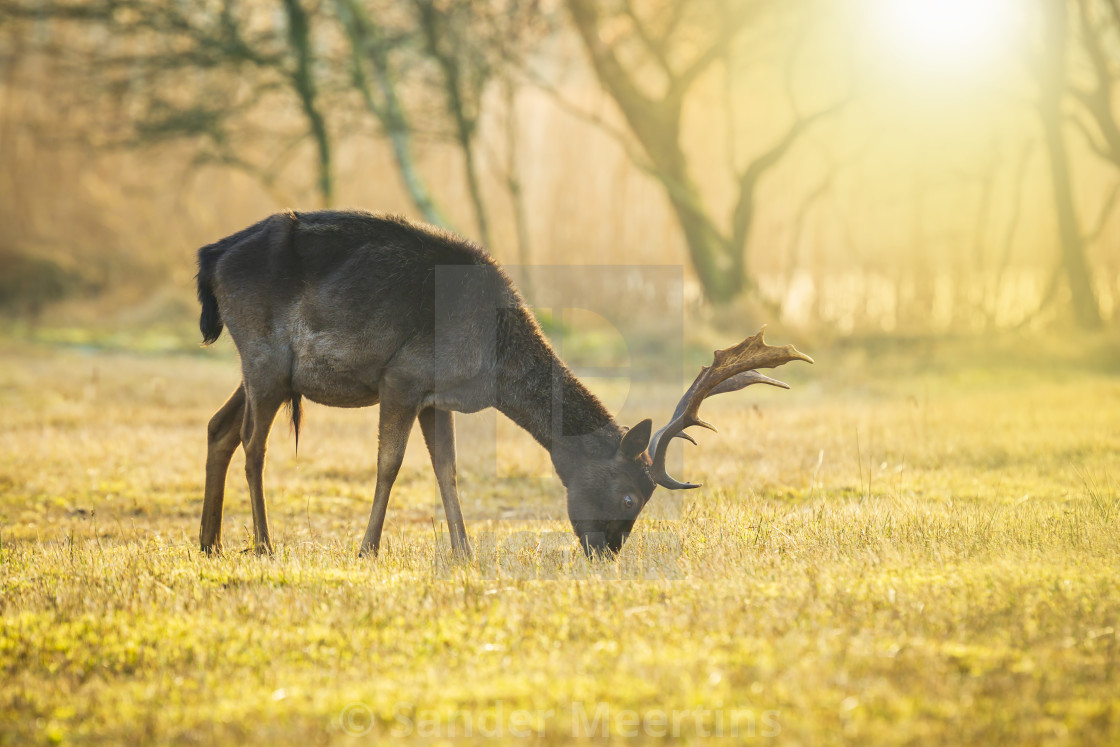 Fallow Deer Stag With Big Antlers Grazing During Sunrise