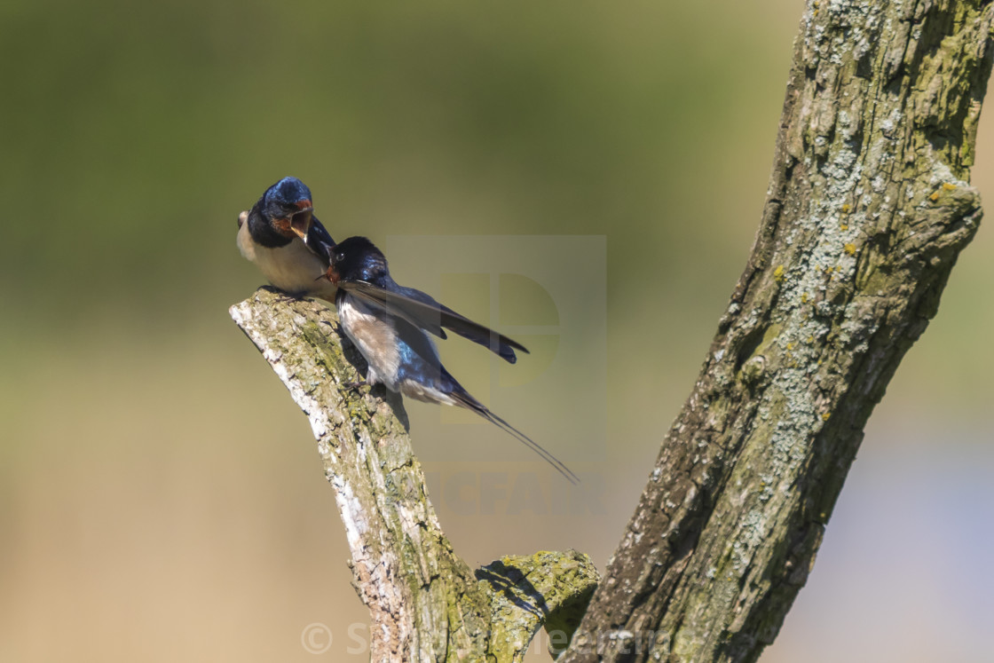 Barn Swallow Bird Hirundo Rustica Perched On A Wooden Log During