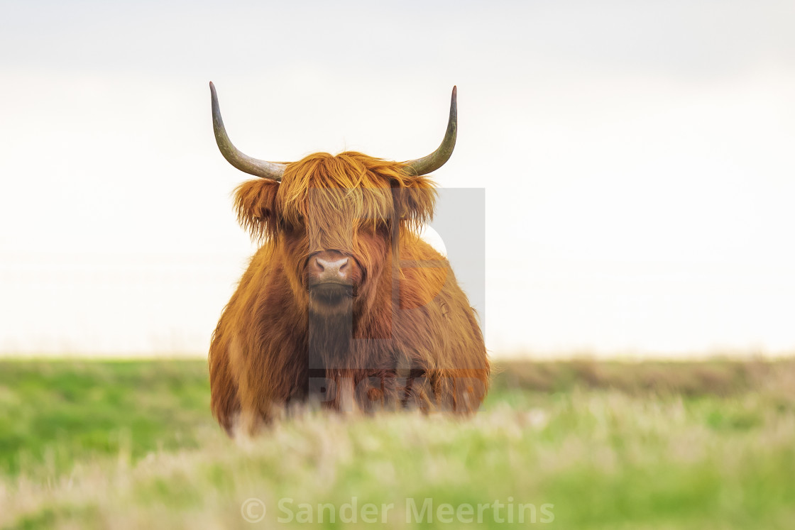 Highland Cattle Scottish Cattle Breed Bos Taurus With Big Long