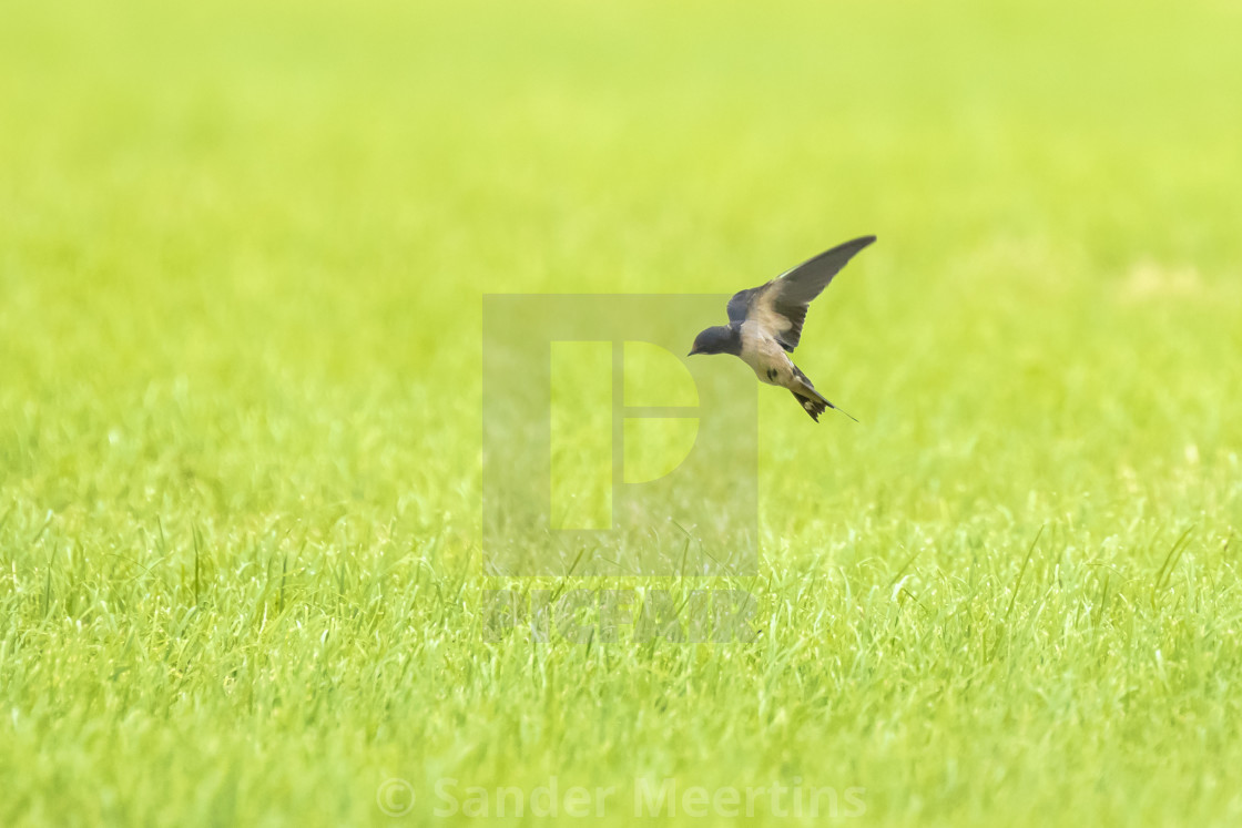 Barn Swallow Hirundo Rustica In Flight Above Farmland License