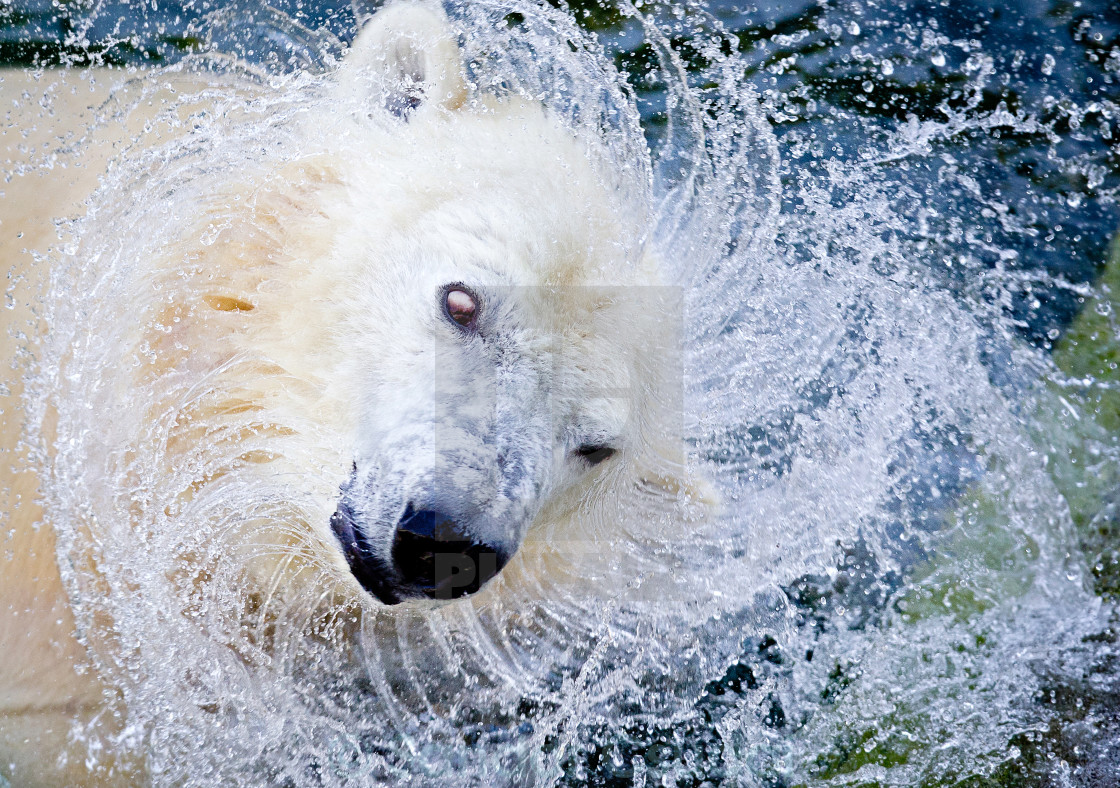 "Polar bear" stock image