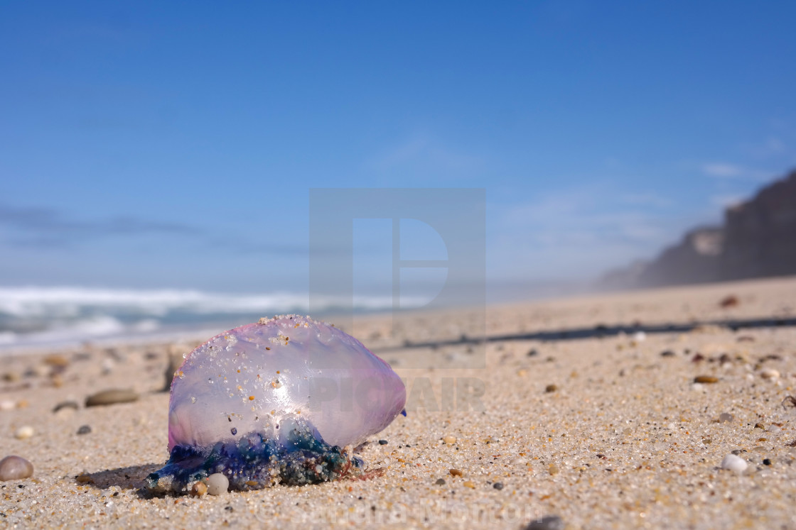 Portuguese Man Of War On A Beach In Portugal License Download Or Print For 5 00 Photos Picfair