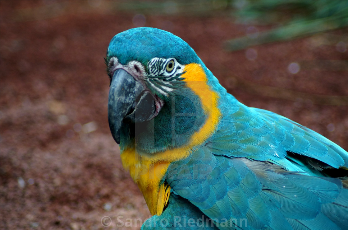 Farmakologi kaskade sav Macaw sitting on the ground (Ara glaucogularis) - License, download or  print for £12.40 | Photos | Picfair